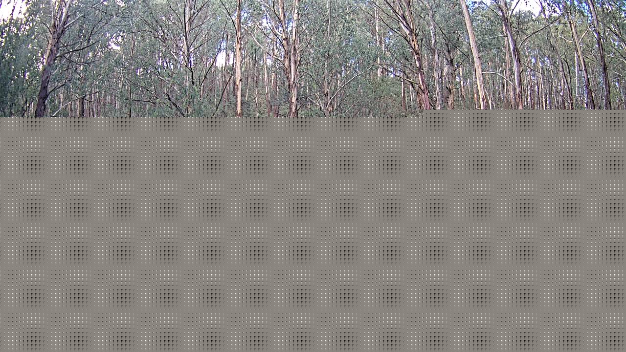 Mt Stirling Telephone Box Junction snow cam captured at 11 June 2026, 5:20 am