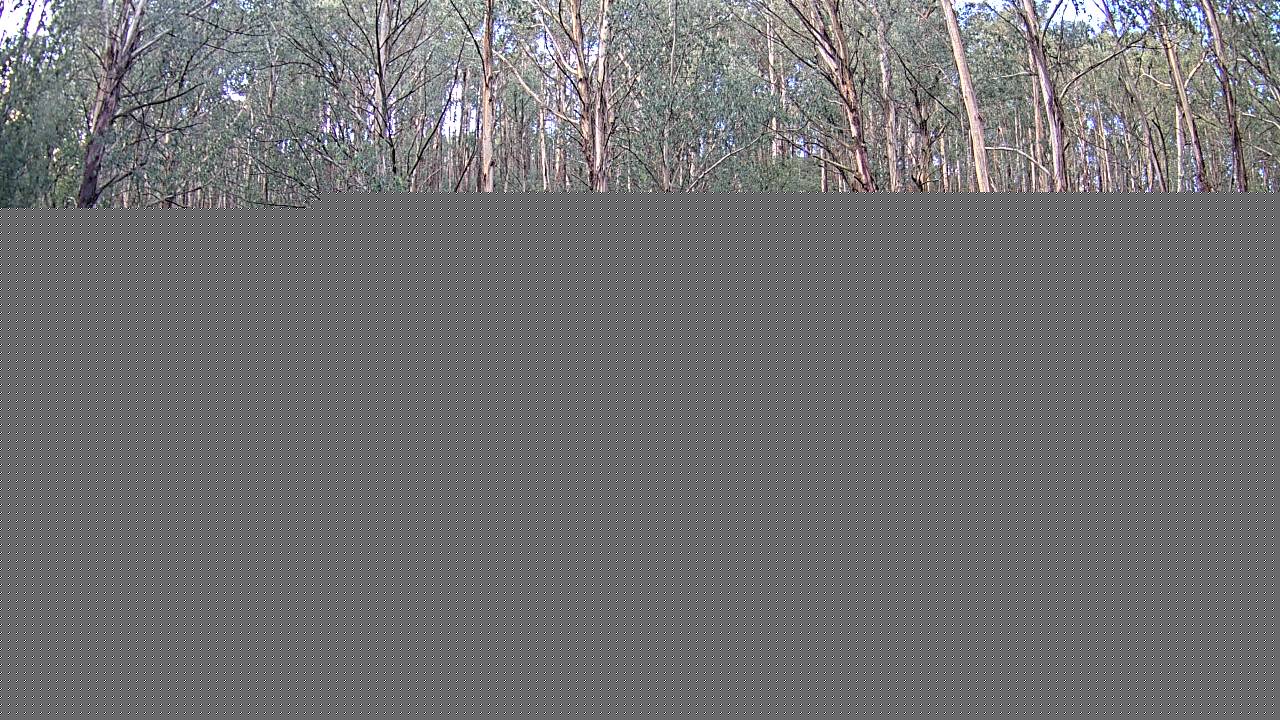 Mt Stirling Telephone Box Junction snow cam captured at 11 June 2026, 5:50 am