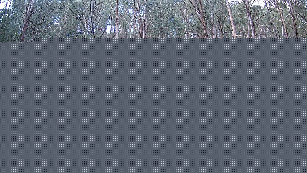 Mt Stirling Telephone Box Junction snow cam captured at 11 June 2026, 6:50 am