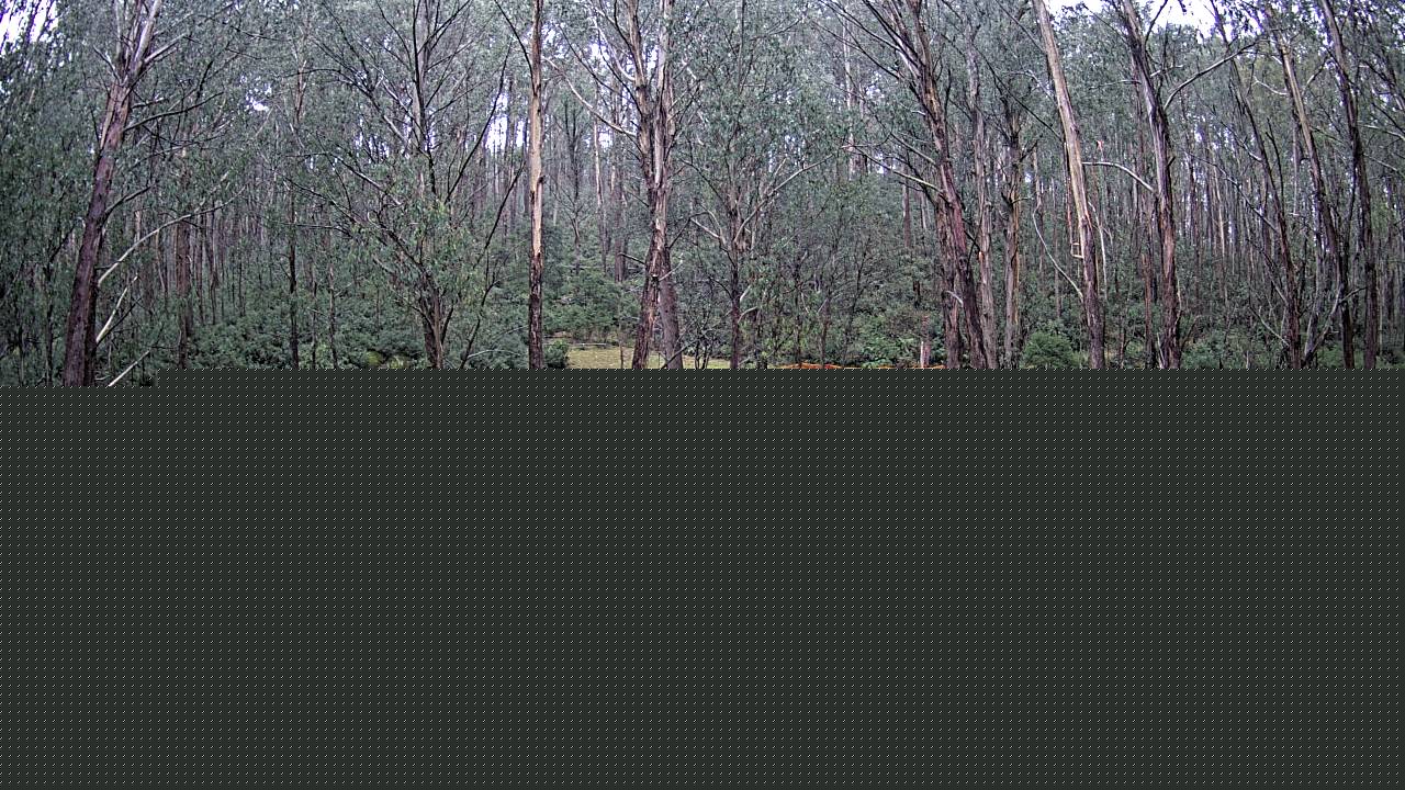 Mt Stirling Telephone Box Junction snow cam captured at 13 June 2026, 6:20 am